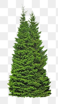 Png evergreen pine fir tree, isolated object, transparent background