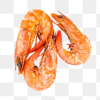 Cooked shrimp png collage element, transparent background