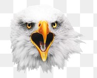 Bald eagle png collage element, transparent background