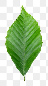 Leaf png, transparent background