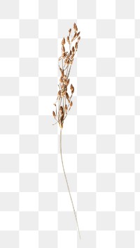 Dried flower png, transparent background