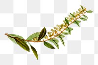 Png vintage leaf branch illustration on transparent background