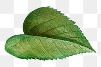 Png vintage leaf illustration on transparent background