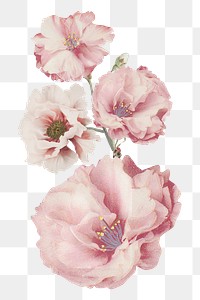 Png pastel pink flower illustration, vintage element on transparent background