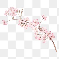 Png Japanese sakura flower illustration on transparent background