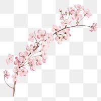 Png cherry blossom illustration on transparent background