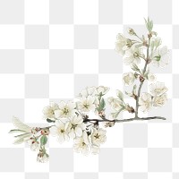 Png white flower illustration, cherry blossom element on transparent background