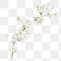 Png white flower illustration, vintage element on transparent background