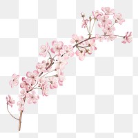 Png pink flower illustration on transparent background