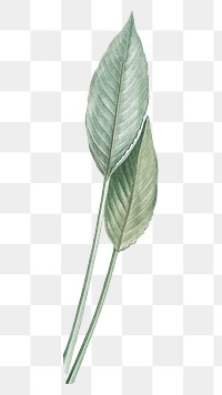 Png bird of paradise leaves illustration on transparent background