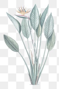 Png bird of paradise flower illustration on transparent background