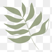 Green leaf aesthetic png, transparent background