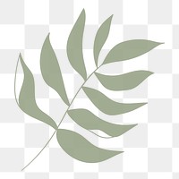 Green leaf aesthetic png, transparent background