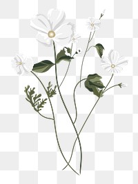 White flower aesthetic png, transparent background