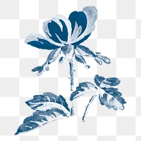 Vintage peony png blue watercolor, transparent background