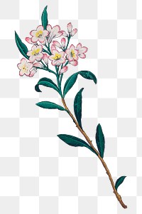 Vintage png almond flower painting, transparent background