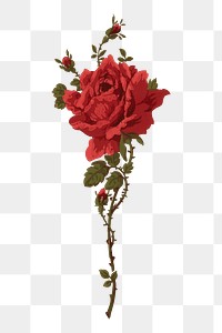 Red vintage png rose painting, transparent background