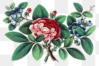 Botanical png illustration, spring design, transparent background