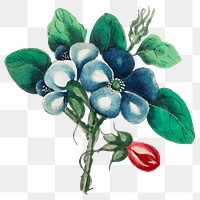 Blue flower png sticker, transparent background