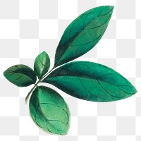 Vintage leaf png sticker, transparent background