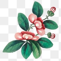 Red flower png watercolor illustration, transparent background