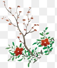 Red flower png watercolor illustration, transparent background