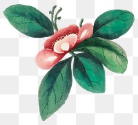 Red flower png watercolor illustration, transparent background