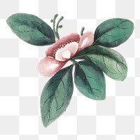 Vintage png watercolor sticker on transparent background