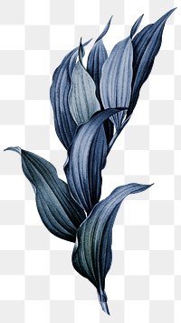 Blue plant png Indian lily flower, transparent background