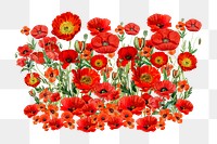 Red poppy png flower collage element, transparent background