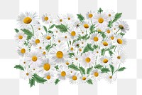 White daisy png flower collage element, transparent background