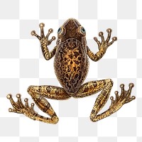 Frog png clipart illustration, transparent background. Free public domain CC0 image.