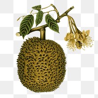 Durian fruit png clipart illustration, transparent background. Free public domain CC0 image.