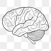 Human brain png clipart, transparent background. Free public domain CC0 image.