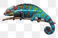 Colorful chameleon animal png clipart, transparent background. Free public domain CC0 image.