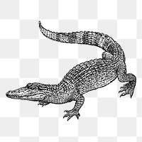 Vintage crocodile animal png clipart, transparent background. Free public domain CC0 image.