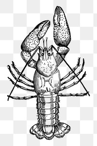 Vintage lobster animal png clipart, transparent background. Free public domain CC0 image.