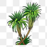 Cabbage tree  png clipart illustration, transparent background. Free public domain CC0 image.