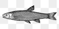 Fish png sticker, transparent background. Free public domain CC0 image.