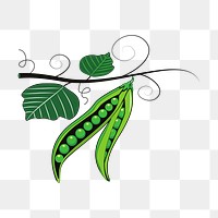 Green pea png illustration, transparent background. Free public domain CC0 image.