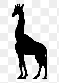 Giraffe png illustration, transparent background. Free public domain CC0 image.