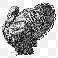 Turkey png illustration, transparent background. 