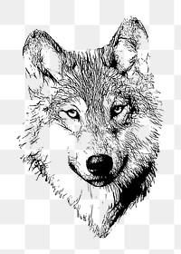 Png wolf clipart, transparent background. Free public domain CC0 image.