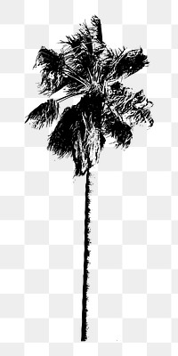 Png palm tree clipart, transparent background. Free public domain CC0 image.