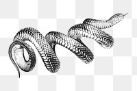 Png vintage snake clipart, transparent background. Free public domain CC0 image.