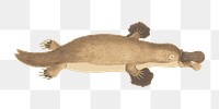 Png platypus clipart, transparent background. Free public domain CC0 image.