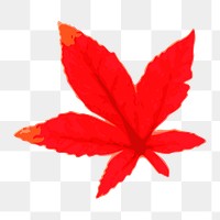 Png red maple leaf clipart, transparent background. Free public domain CC0 image.