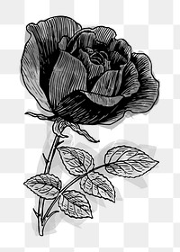 Png vintage rose clipart, transparent background. Free public domain CC0 image.