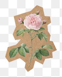 White rose png, cut out paper element, transparent background. Artwork from Pierre Joseph Redouté remixed by rawpixel.