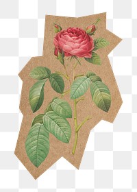 Vintage rose png, cut out paper element, transparent background. Artwork from Pierre Joseph Redouté remixed by rawpixel.